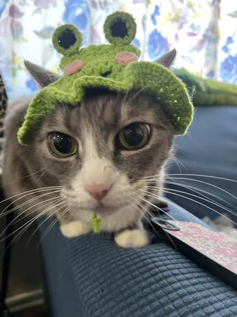 Frog Knitted Pet Hat