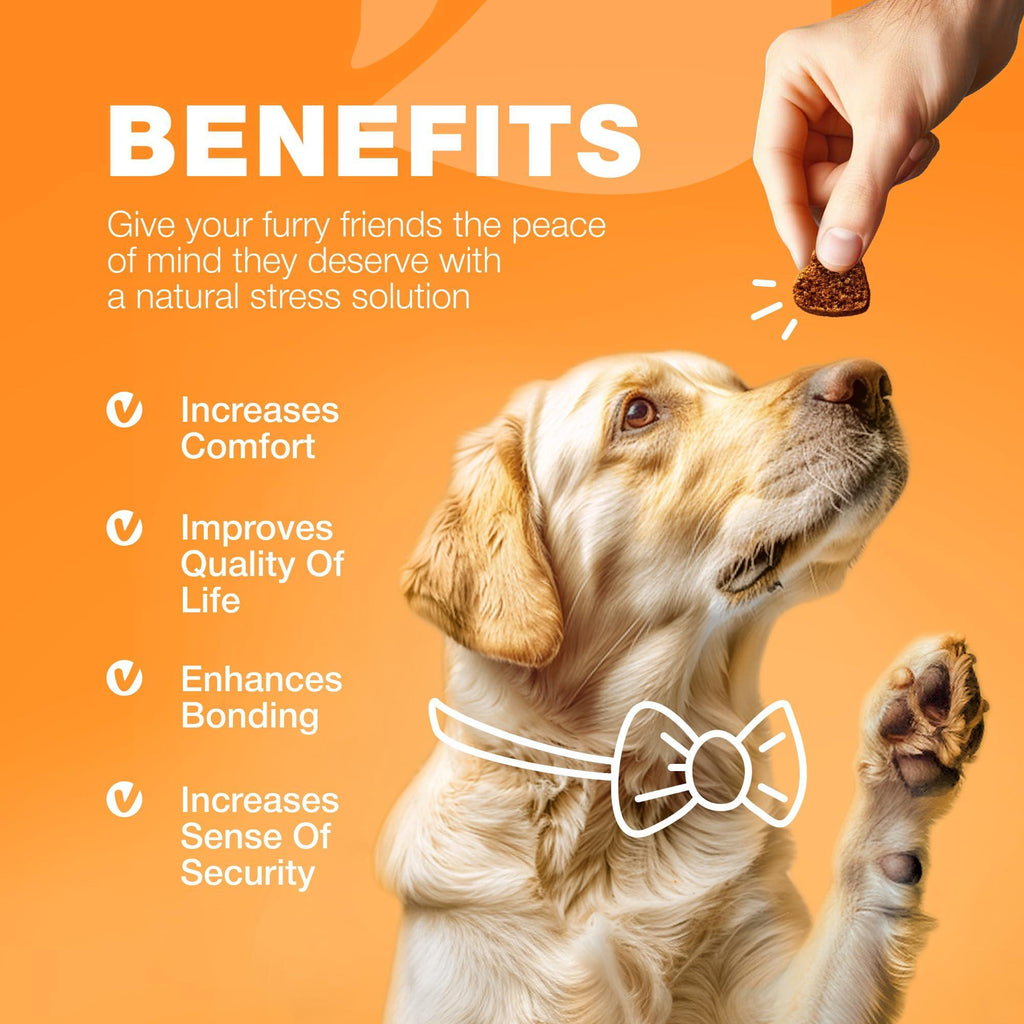 Dog Allergy Relief Chews Itch Relief for Dogs Anti Itch Dog Allergy Chews US